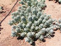 Euphorbe - Euphorbia rigida (en Corse) (01) (Photo F. Mrugala)